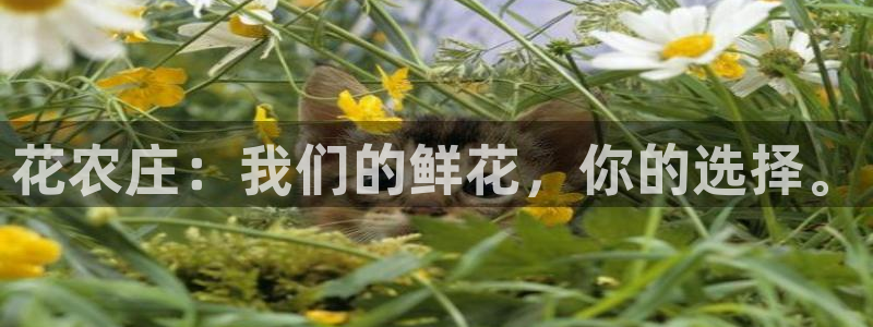 摩根娱乐宝是什么游戏