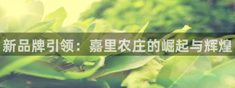 摩根娱乐50186加