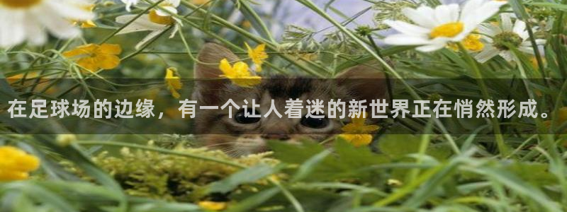 摩根娱乐dj