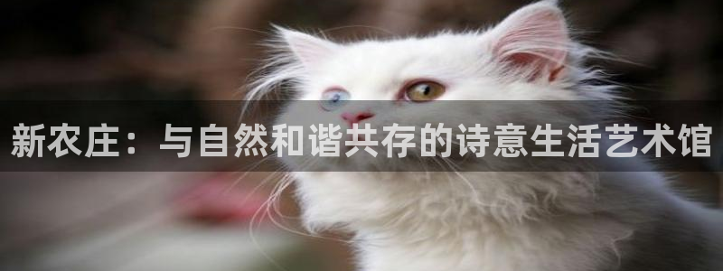 娱乐解说摩根