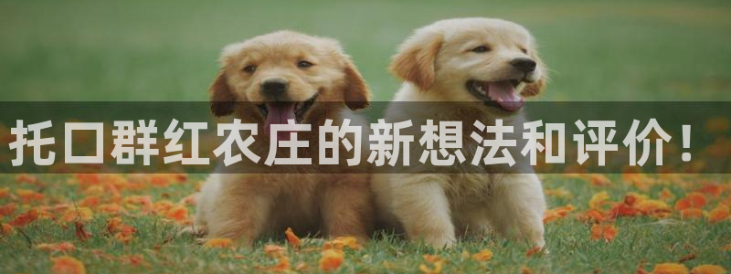 摩根娱乐宝怎么赚钱