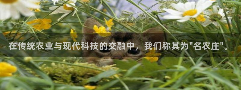 摩根国际娱乐宝在哪里