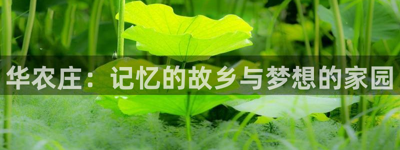 摩根娱乐宝微交易