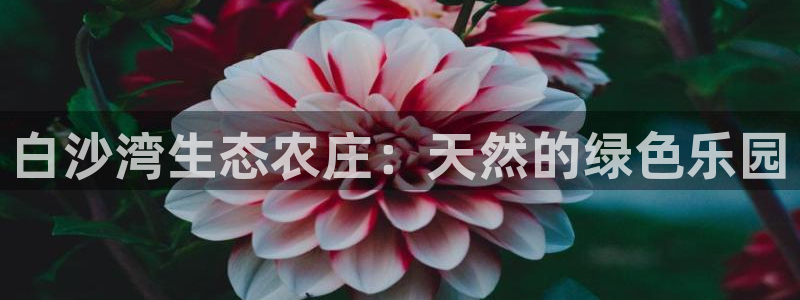 摩根娱乐注册平台