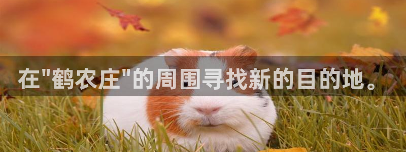 摩根娱乐宝怎么盈利