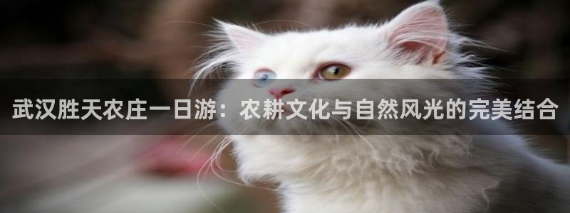 摩根娱乐登录网址