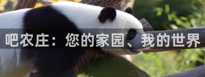 摩根娱乐50186找