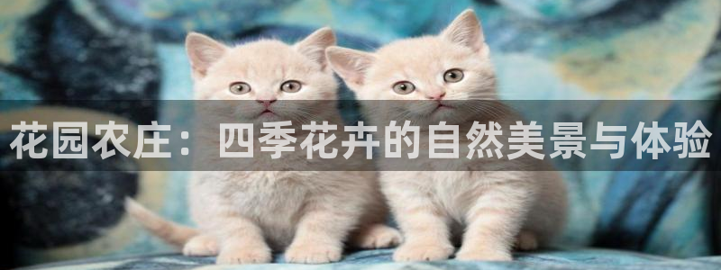 摩根娱乐宝骗局